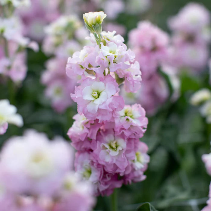 Light Pink Matthiola Flower Seeds – Heirloom Non-GMO Seeds for Planting | Fragrant High Germination Garden Seeds
