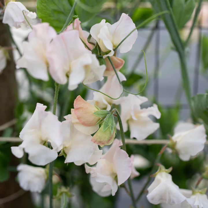 Sweet Pea 'Piggy Sue' Flower Seeds – Heirloom, Non-GMO, High Germination Fragrant Blooms for Garden Planting