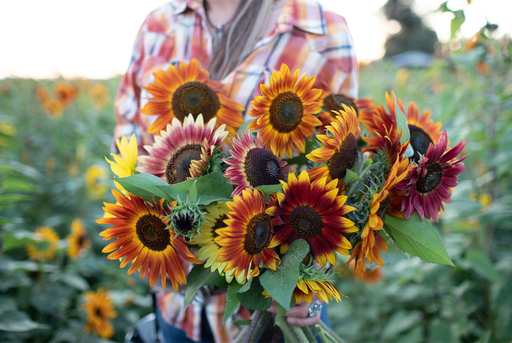 Fresh Sunflower Seeds for Planting, Multi-Coloured 100 pcs