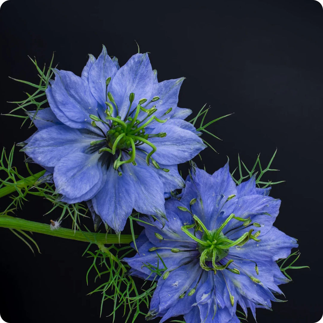 Blue Nigella Jekyll Flower Seeds for Planting - 100 pcs