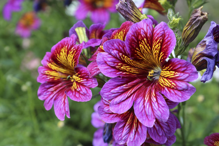 Heirloom Non-GMO Salpiglossis Flower Seeds for Planting – Colorful Trumpet-Shaped Blooms | High Germination