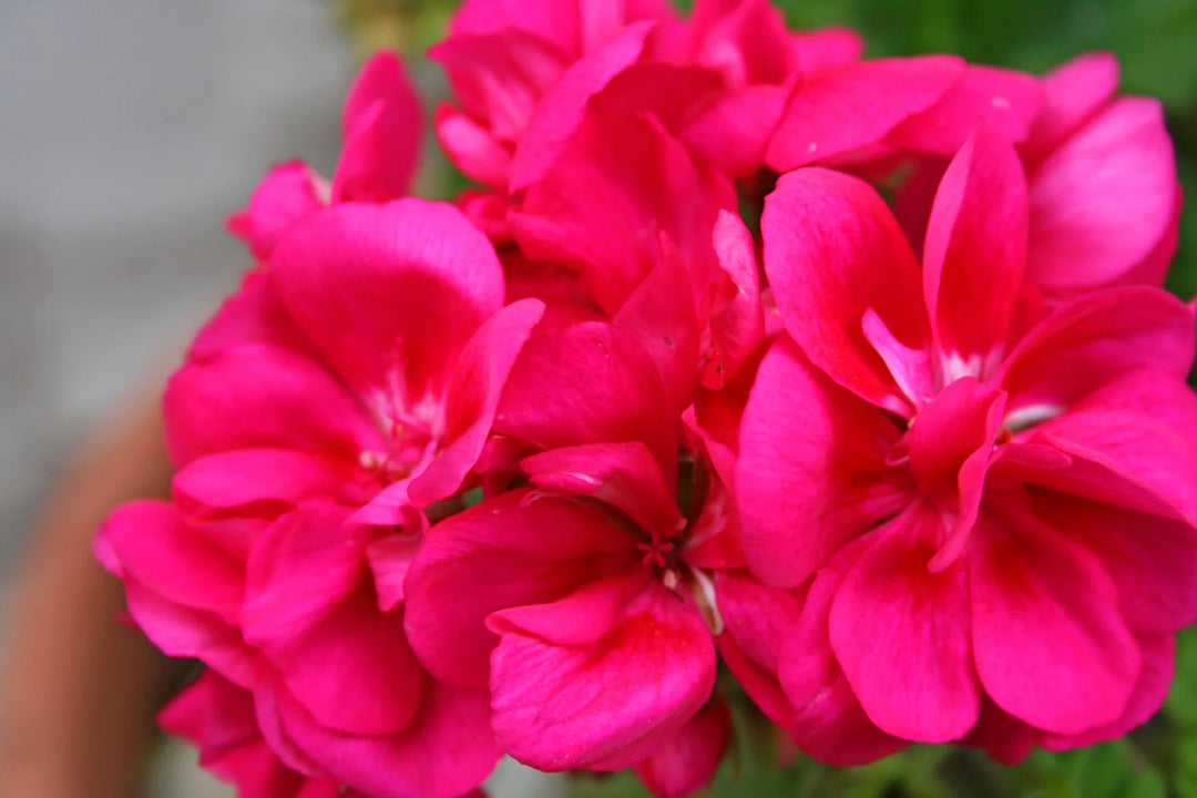 geranium pelargonium flower seeds