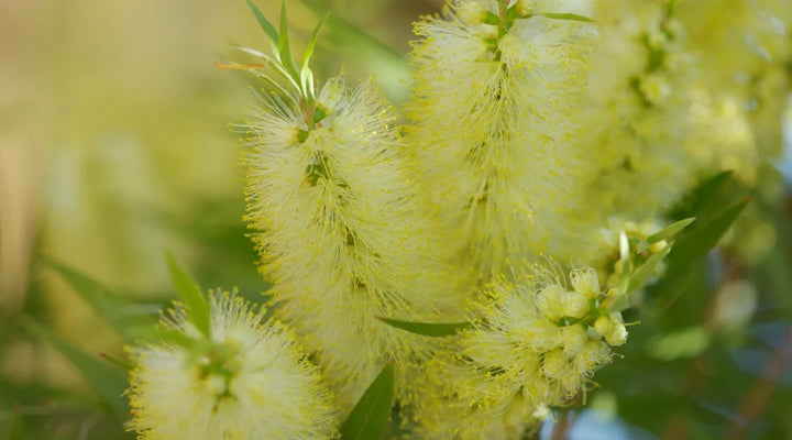 Heirloom Non-GMO Bottle Brush Melaleuca Flower Seeds for Planting – Vibrant Garden Blooms | High Germination