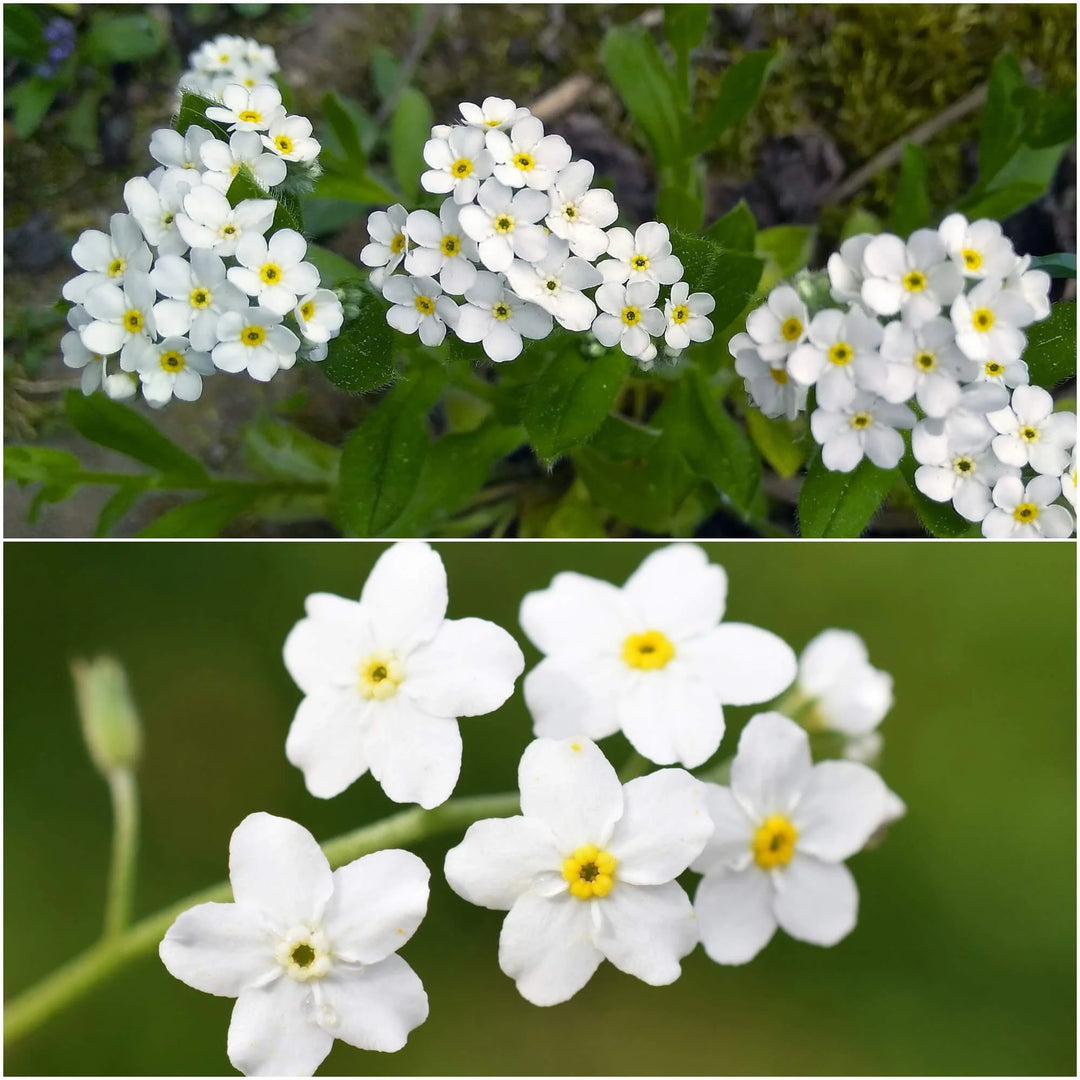 Myosotis Flower Seeds White for Planting, 100 pcs