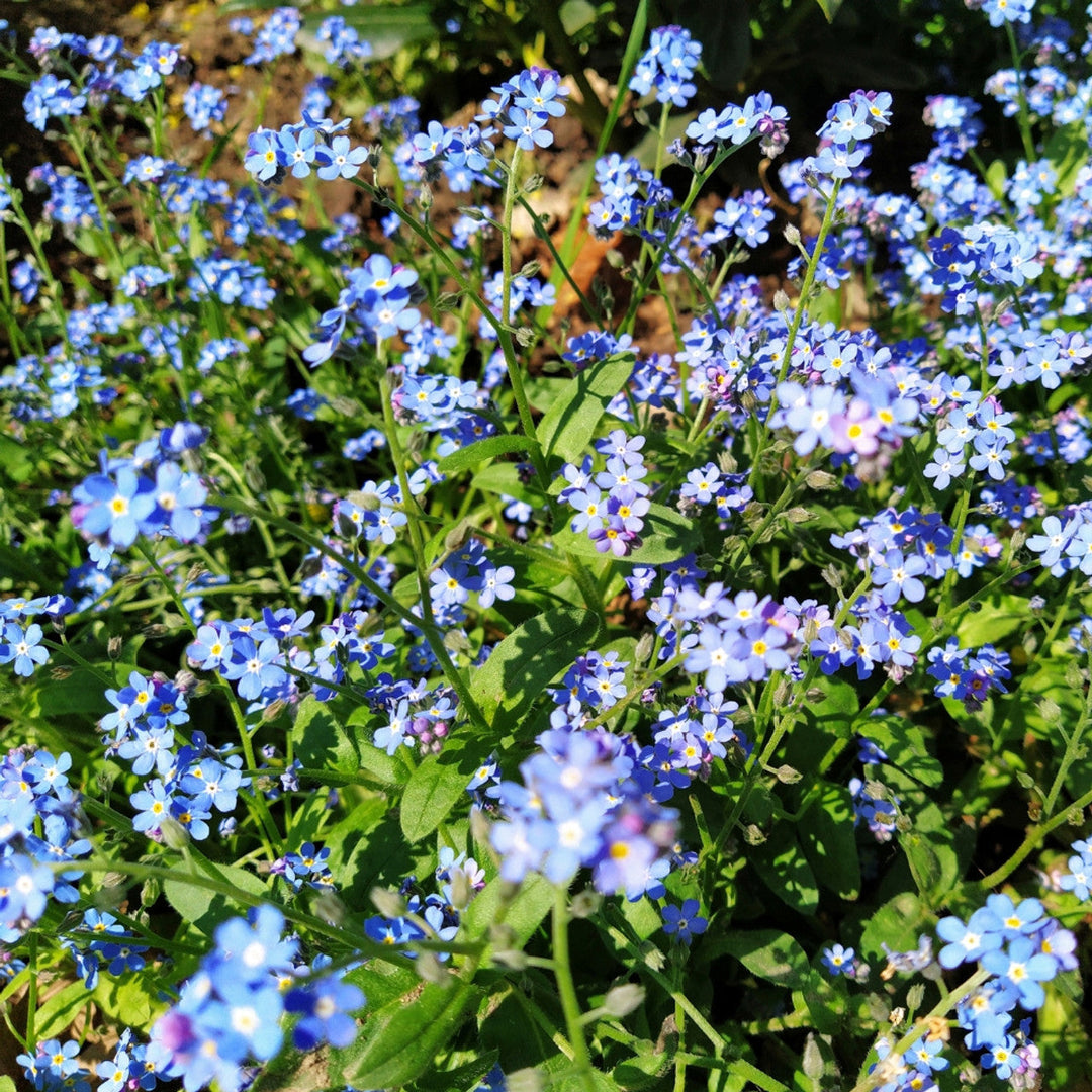 forget me flower seeds