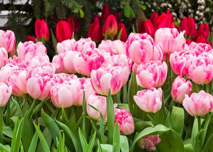 Hvide Pink Tulipan Blomsterfrø til Have - 100 stk