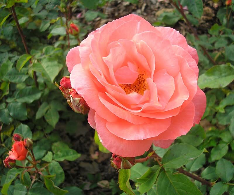 heirloom rose flower seeds