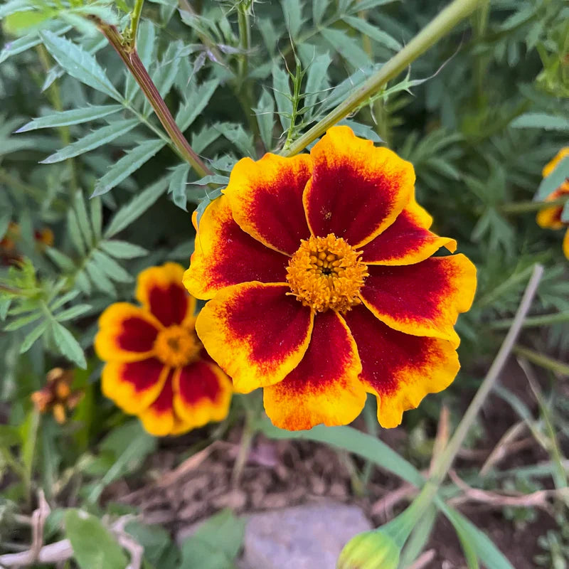 marigold nano flower seeds