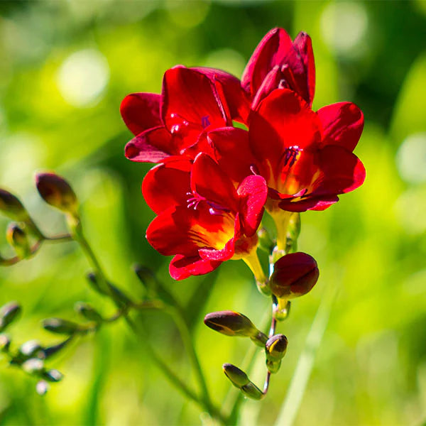 Freesia blomsterfrø til udplantning, tyk rød, 100 stk