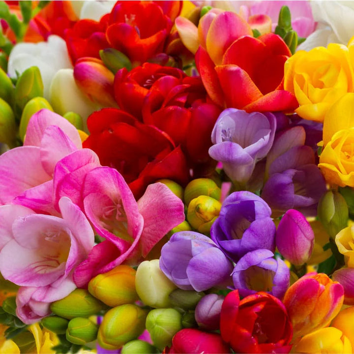 Multi Freesia Flower Seeds for Planting, Fresh, 100 pcs