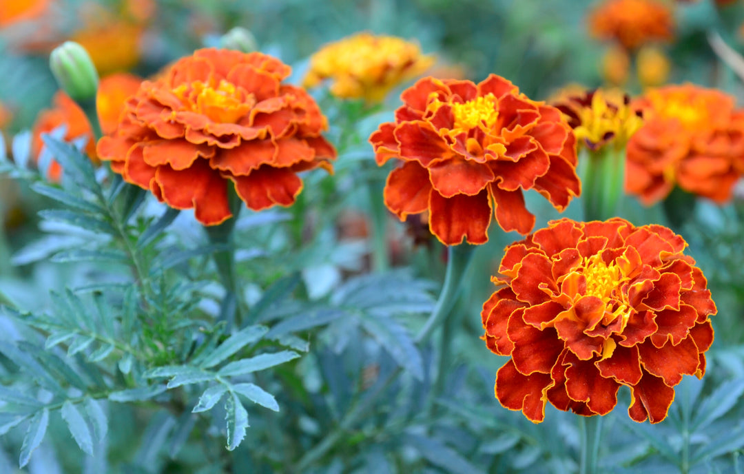 Heirloom Patula Flower Seeds, Non-GMO French Marigold Blooms for Colorful Garden Planting