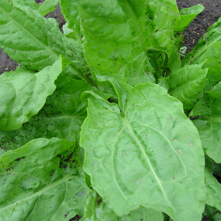 French Sorrel Rumex acetosa Seeds – Nutrient-Rich Herbs - Heirloom & Non-GMO Seeds for planting