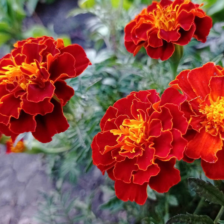 Heirloom Patula Flower Seeds, Non-GMO French Marigold Blooms for Colorful Garden Planting