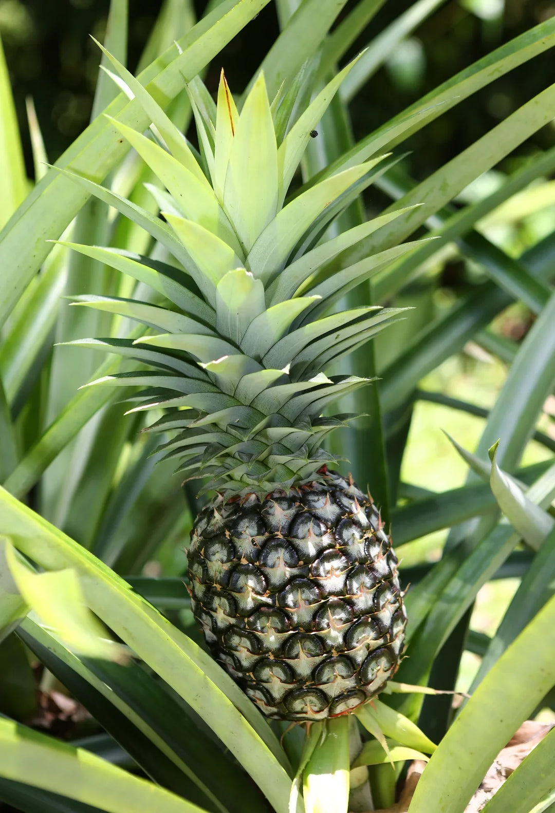 Ananas Frugtfrø - Dyrk dine egne søde og tropiske ananas 100 stk.