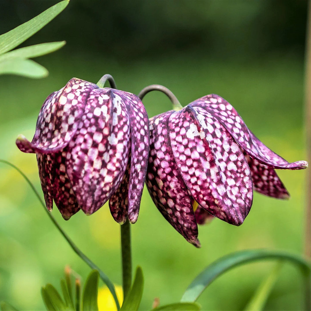 fritillaria fritillaria flower seeds