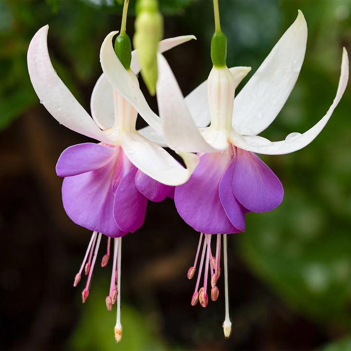 Friske Fuchsia Blomsterfrø til Plantning, Violet Hvid 100 stk