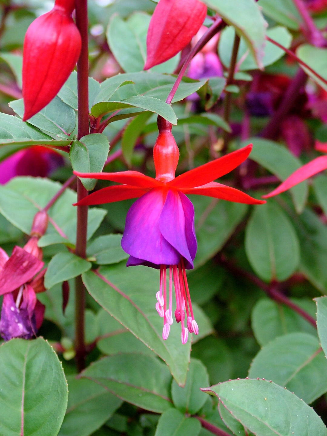 Friske dobbelte kronblade Fuchsia frø til udplantning, Blå Pink 100 stk