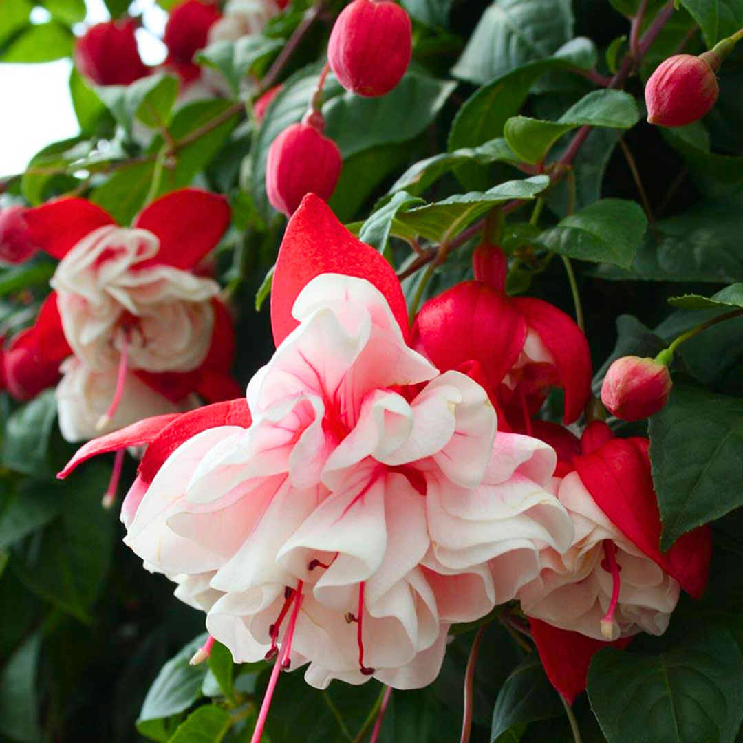 plant fuchsia seeds Heirloom Fuchsia Flower Seeds for Planting – White and Pink Mix, Non-GMO Perennial Blooms