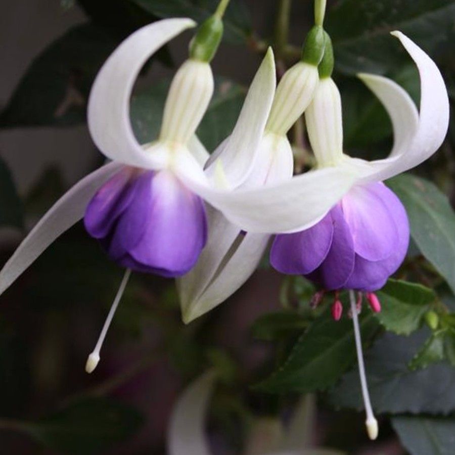 Friske Fuchsia Blomsterfrø til Plantning, Violet Hvid 100 stk