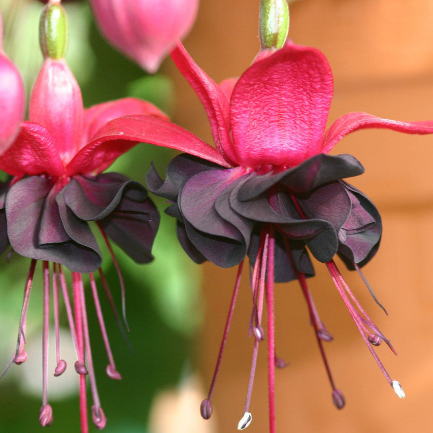 Black Fuchsia Flower Seeds for Planting - 100 pcs