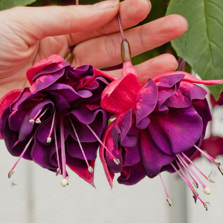 Black Pink Fuchsia Hybrida Flower Seeds for Planting – Heirloom, Non-GMO, High Germination Organic Garden Seeds