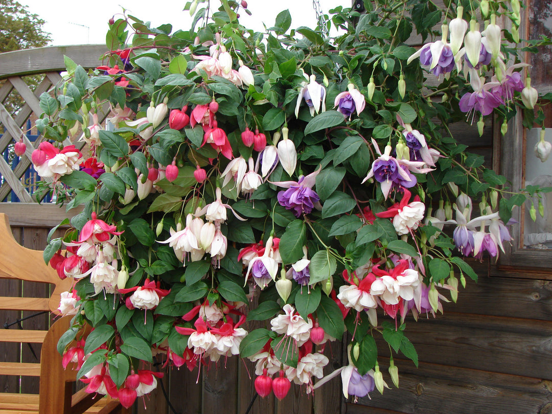fuchsia plant seeds Heirloom Non-GMO Fuchsia Hybrida Flower Seeds | Multi-Colored Blooms | Organic Garden Seeds for Planting