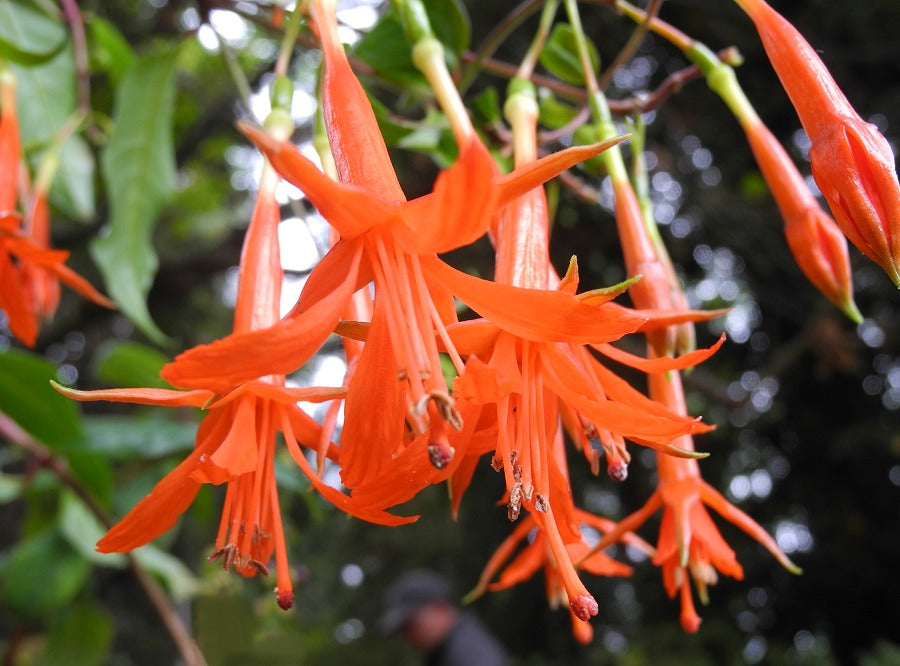 Orange Fuchsia Flower Seeds – Heirloom Non-GMO High Germination Organic Garden Seeds for Planting