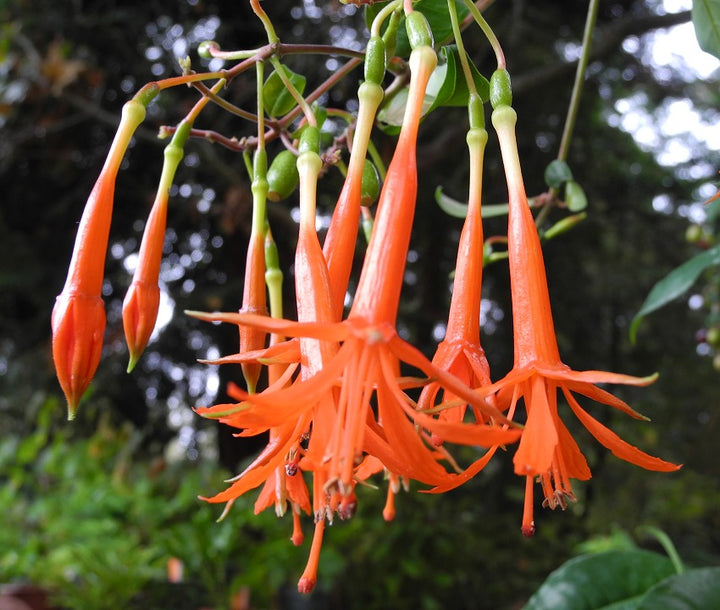 Orange Fuchsia Flower Seeds – Heirloom Non-GMO High Germination Organic Garden Seeds for Planting