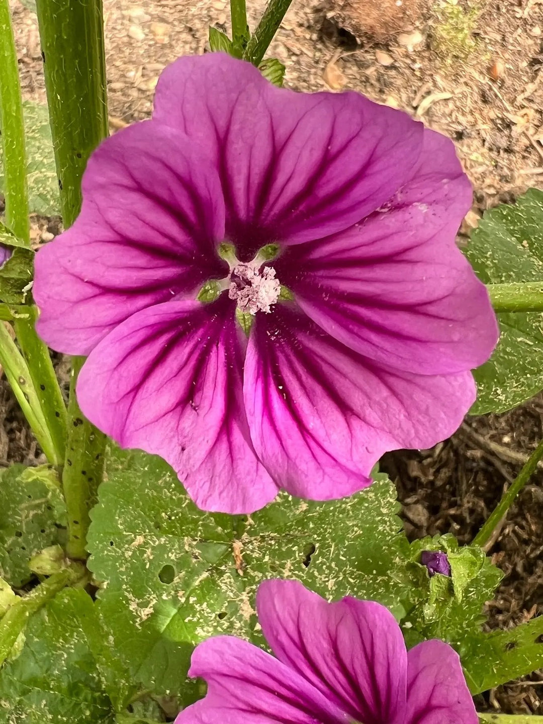 mallow flower flower seeds