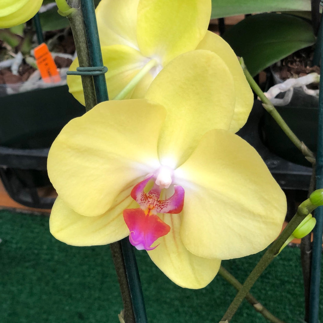 Yellow Pink Phalaenopsis Orchid Seeds for Planting 100 pcs