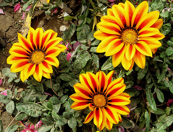 Heirloom Non-GMO Gazania Rigens Flower Seeds for Planting – Bright Drought-Tolerant Garden Blooms