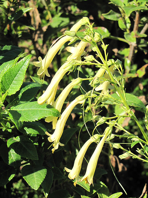 Fuchsia Blomsterfrø til Plantning Gul 100 stk