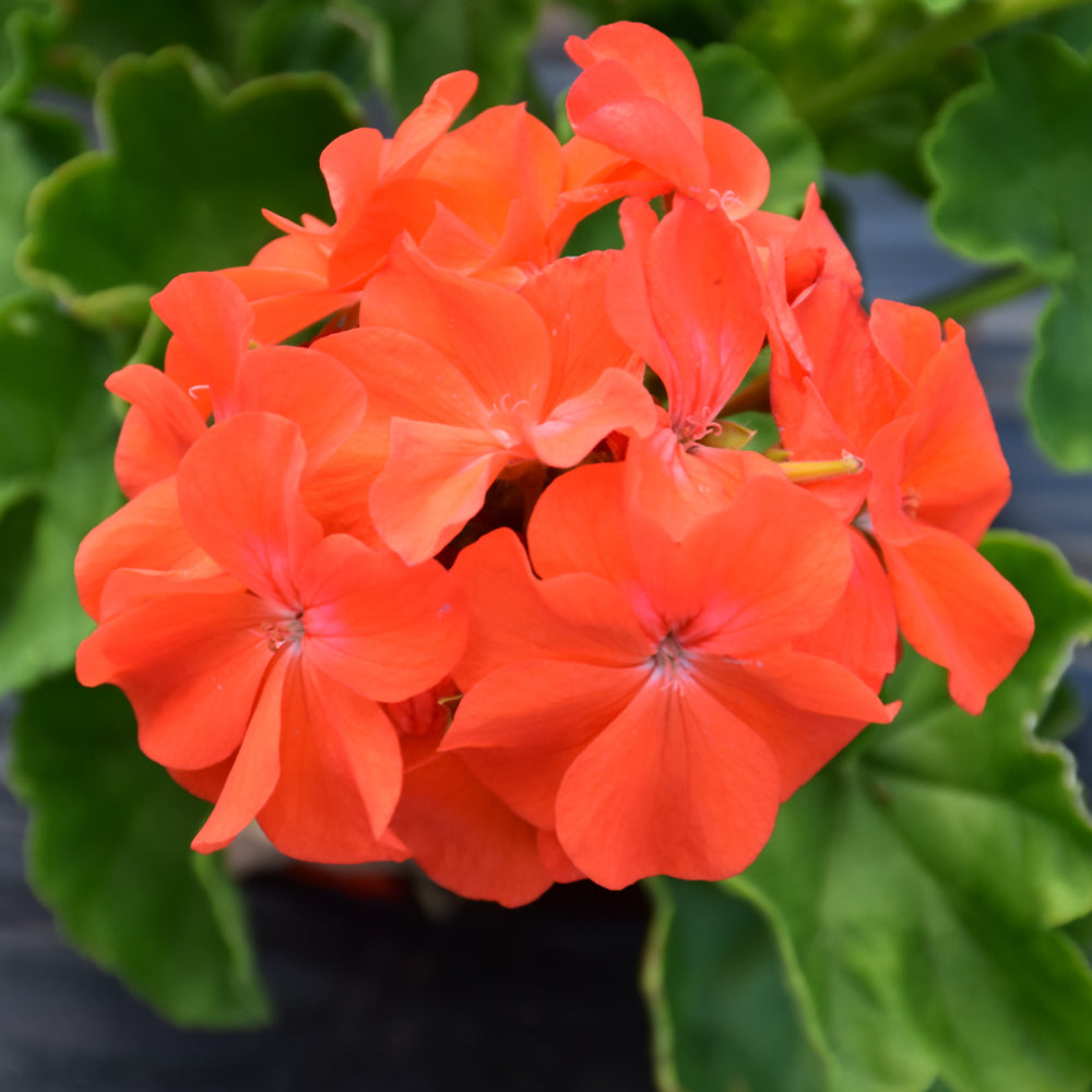 orange organic flower seeds