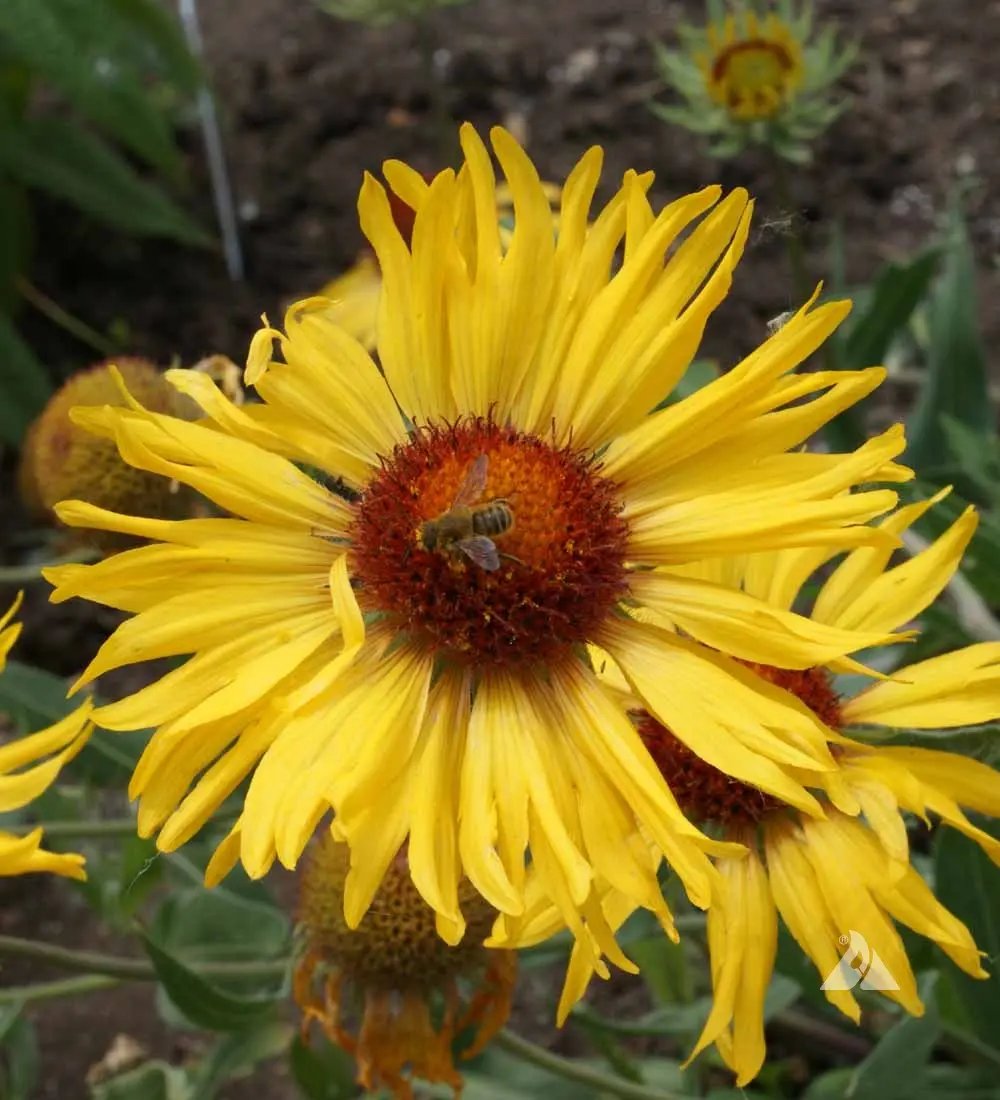 yellow gaillardia flower seeds