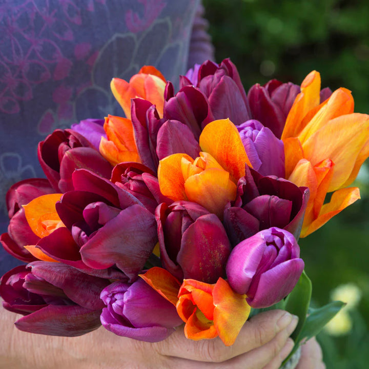 Orange Lilla Tulipan Blomsterfrø - 100 stk