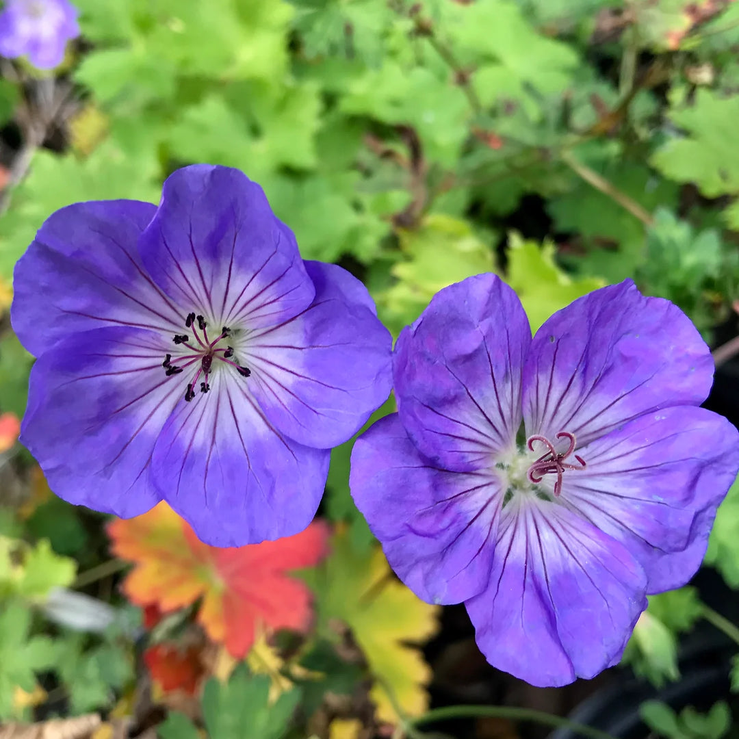Heirloom Non-GMO Deep Blue Geranium Flower Seeds for Planting – Vibrant Hue for Garden Blooms