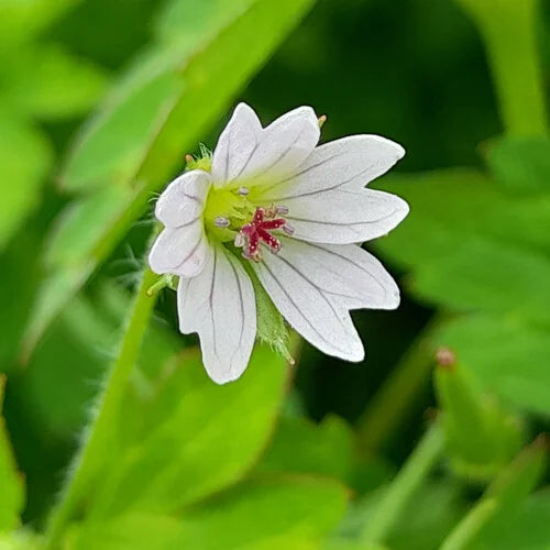 Geranium Nepalense Flower Seeds for Planting – Heirloom, Organic, Non-GMO, High Germination Crane’s-Bill Garden Seeds