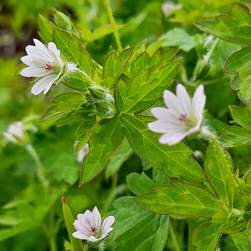 Geranium Nepalense Flower Seeds for Planting – Heirloom, Organic, Non-GMO, High Germination Crane’s-Bill Garden Seeds