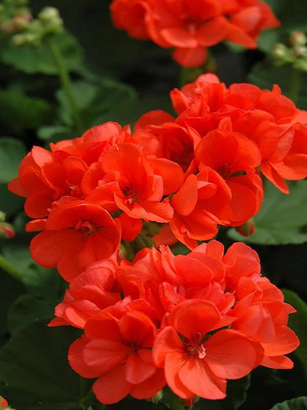 Geranium Blomsterfrø til Plantning Mørk Orange 100 stk