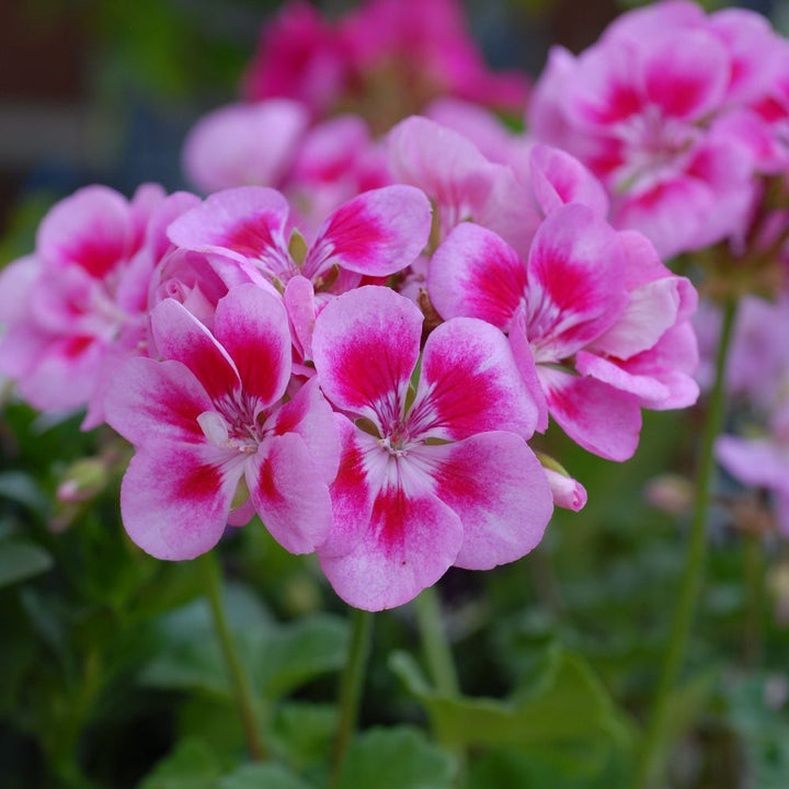 Friske Geranium Flores Blomsterfrø til udplantning, Pink 100 stk