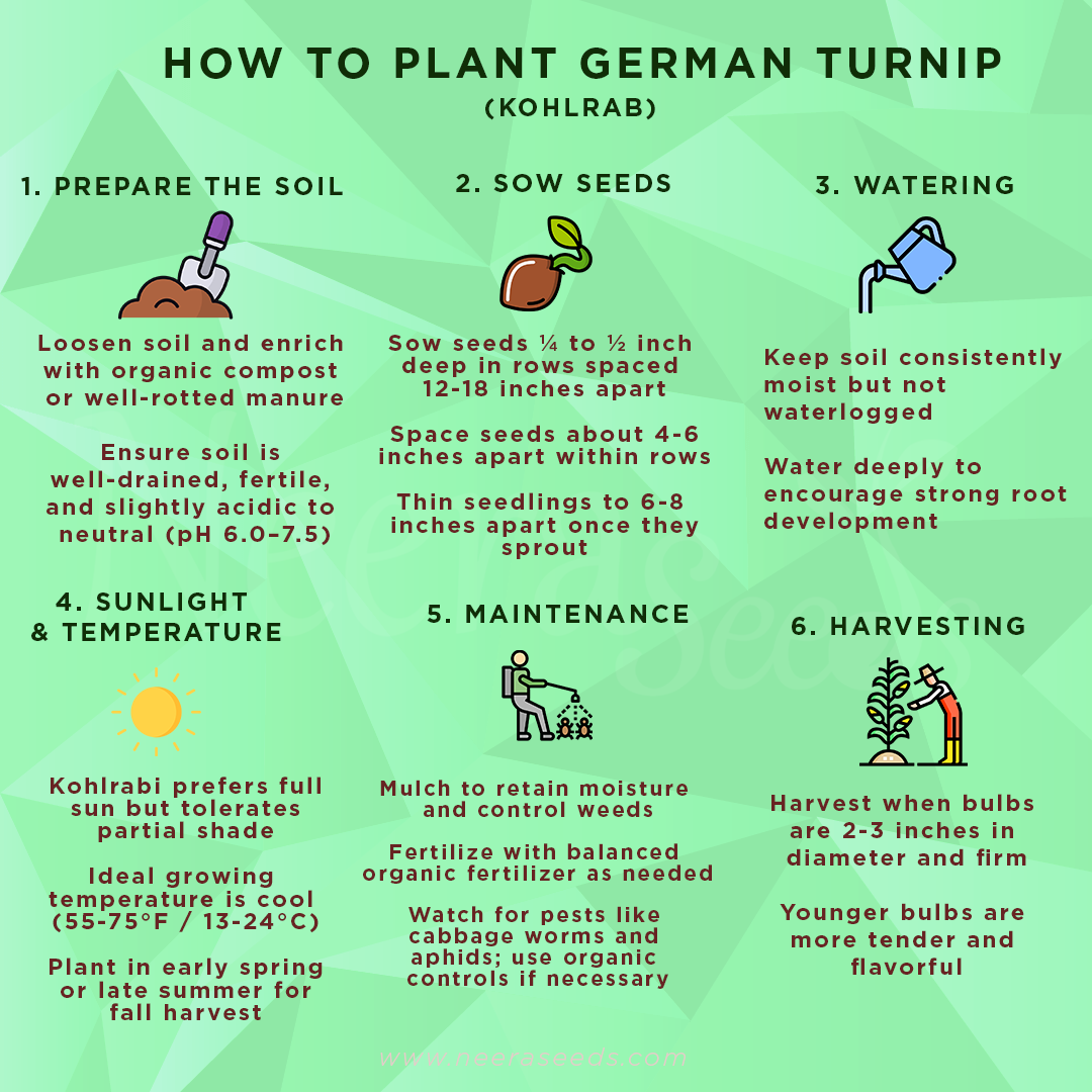 planting kohlrabi seeds German Turnip (Kohlrabi) Seeds for Planting – Heirloom, Non-GMO Vegeta – Neeraseeds