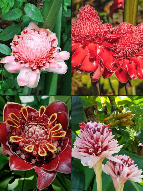 Etlingera Elatior Mixed Colour Flower Seeds for Planting 100 pcs