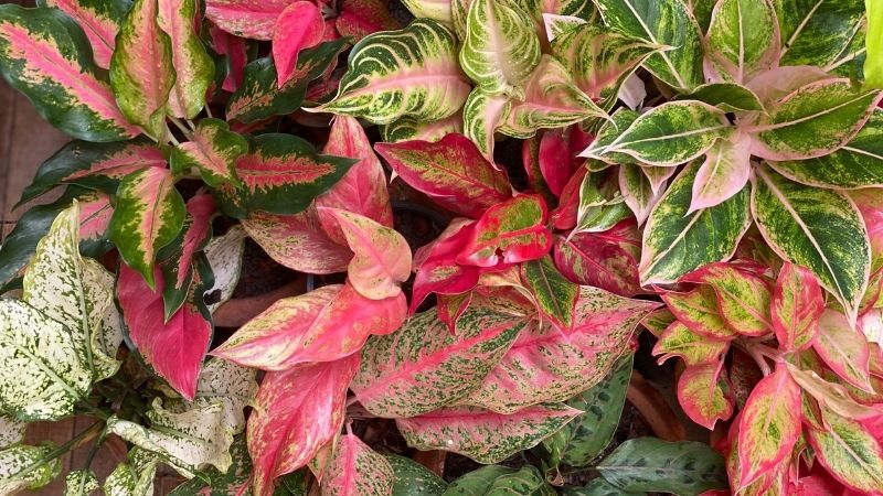 Aglaonema Green Mix Plantefrø til udplantning 100 stk