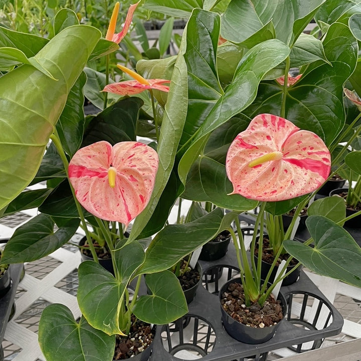 Anthurium Bonsai Blomsterfrø 1 til udplantning 100 stk