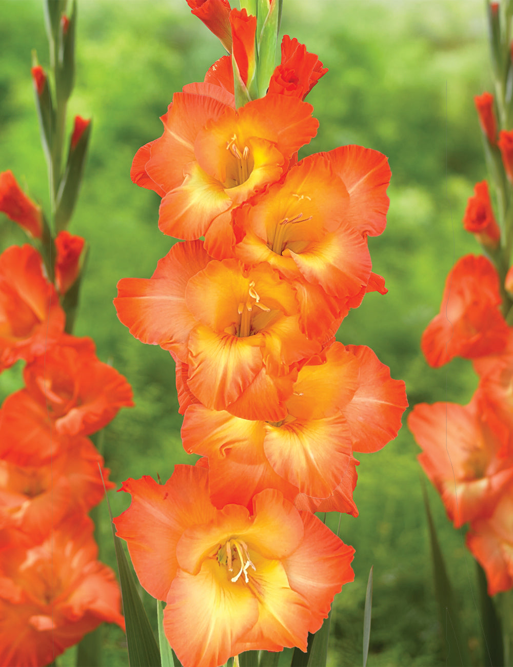 Heirloom Non-GMO Gladiolus Flower Seeds for Planting – Tall Vibrant Blooms for Cutting Gardens, High Germination