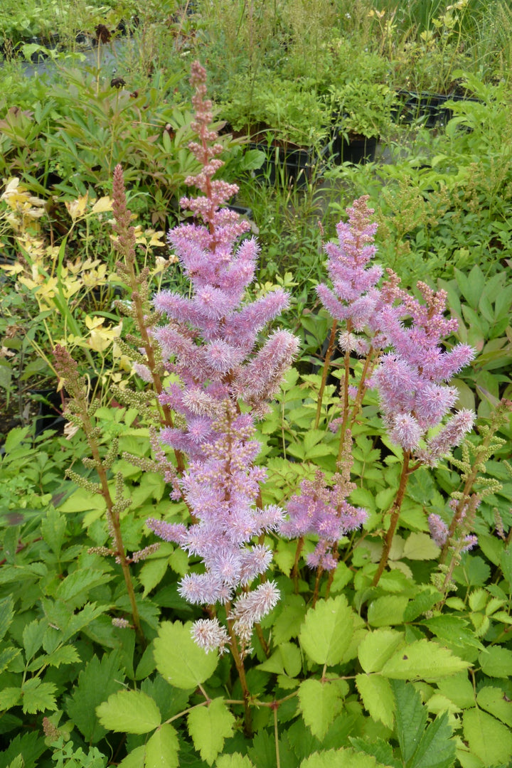 Astilbe Pumila Flower Seeds for Planting - 100 pcs