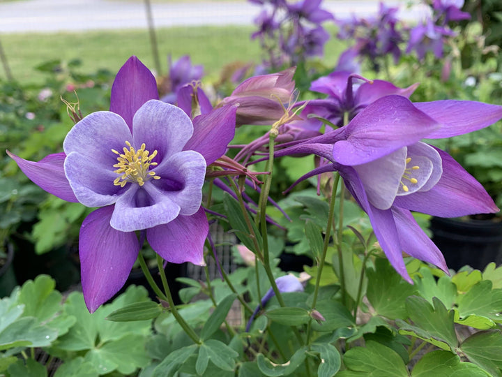 purple columbines flower seeds