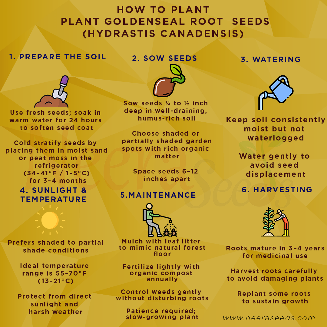 Goldenseal Root Seeds (Hydrastis canadensis) for Planting – Heirloom, Non-GMO Medicinal Herb for Shaded Gardens