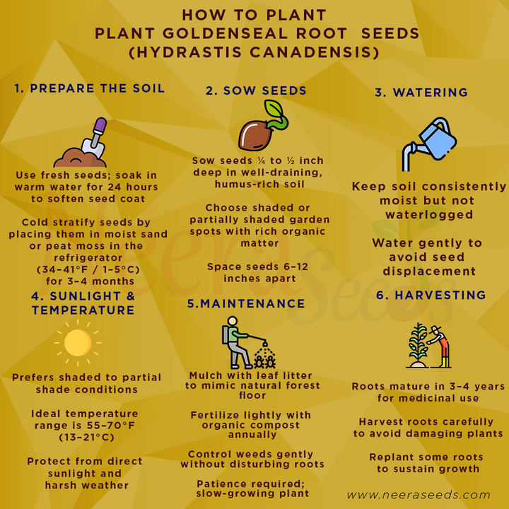 Goldenseal Root Seeds (Hydrastis canadensis) for Planting – Heirloom, Non-GMO Medicinal Herb for Shaded Gardens