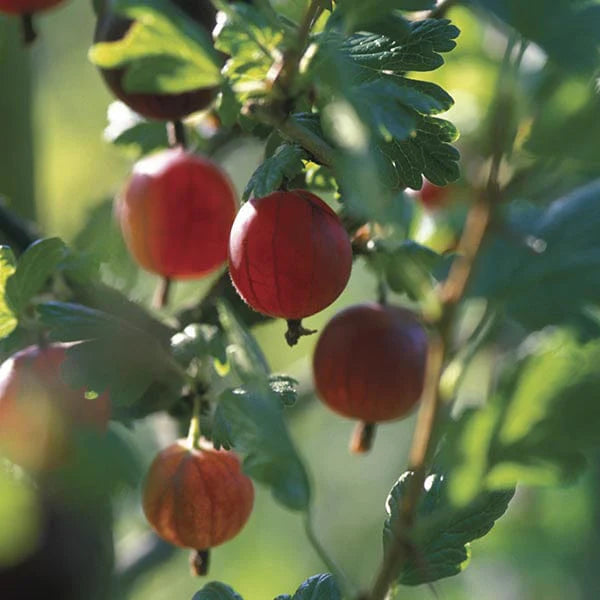 Xenia Red Gooseberry Fruit Seeds for Planting - Hardy Garden Fruit Seeds for Berries, GMO Free